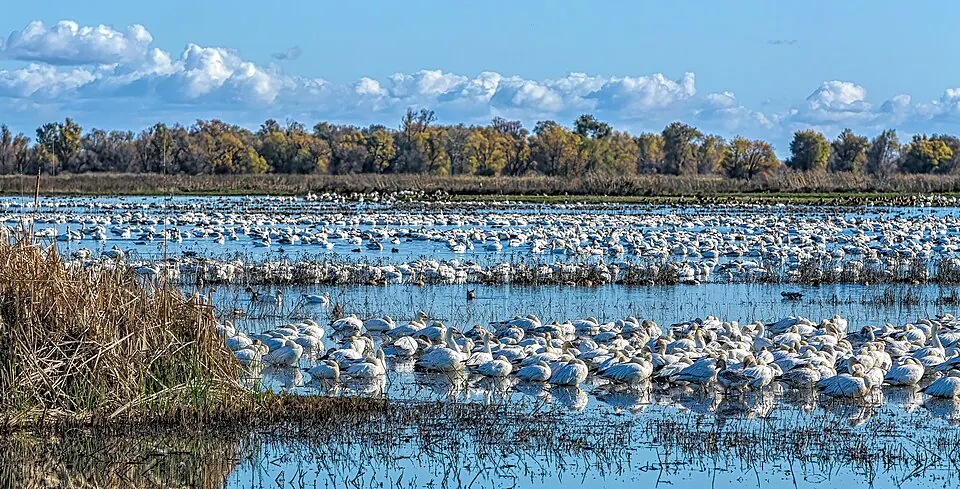Snow geese at Colusa National Wildlife Refuge