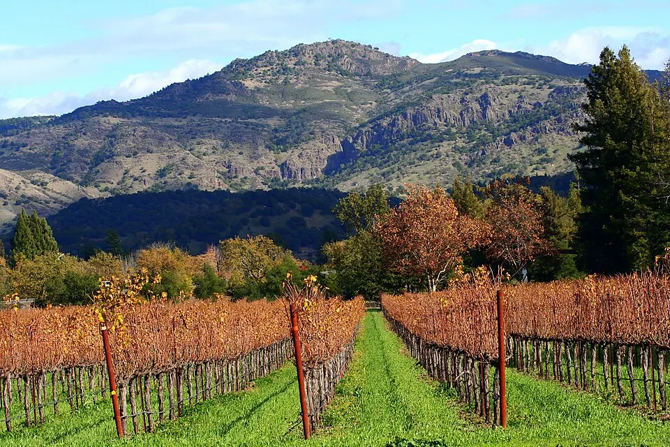 Autumn vineyards in Napa Valley (photographed 2008)