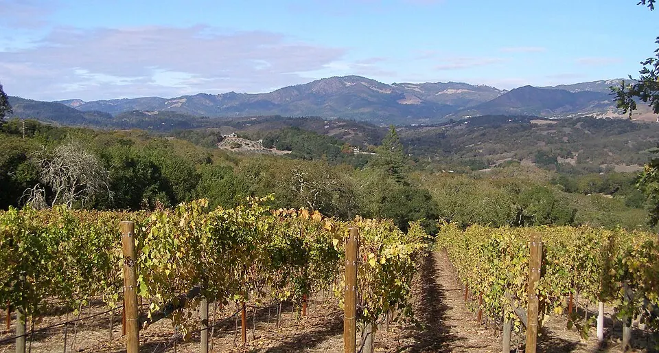 A vineyard near Sonoma Mountain (photographed 2006)