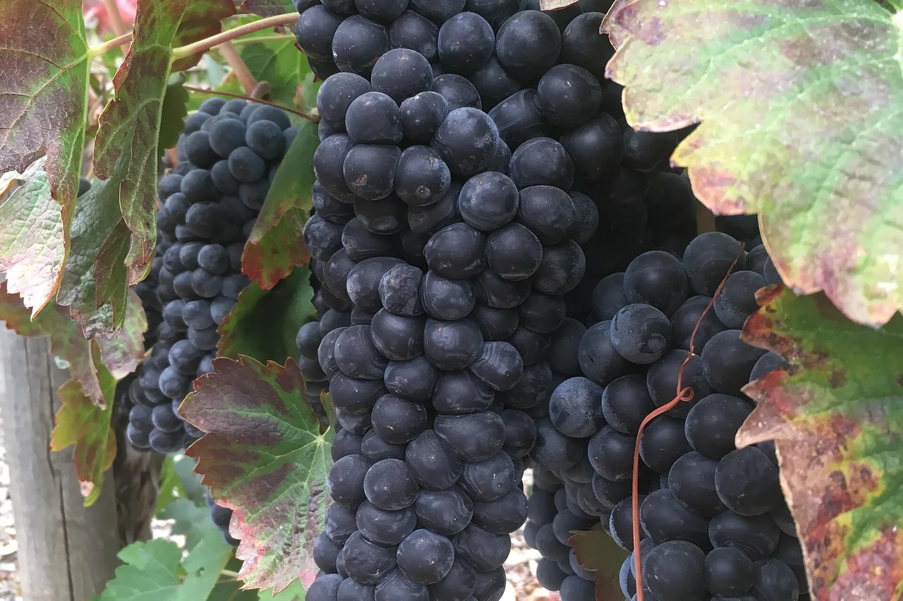 Clusters of dark Charbono grapes on a vine