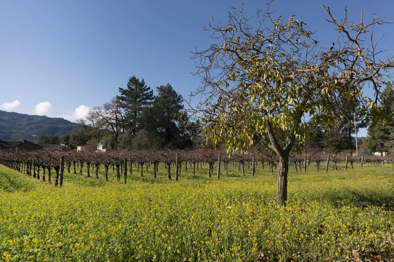 Wild mustard blooming between winter vineyard rows in Napa Valley