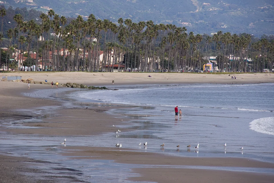 Palm trees and beach along the Santa Barbara waterfront