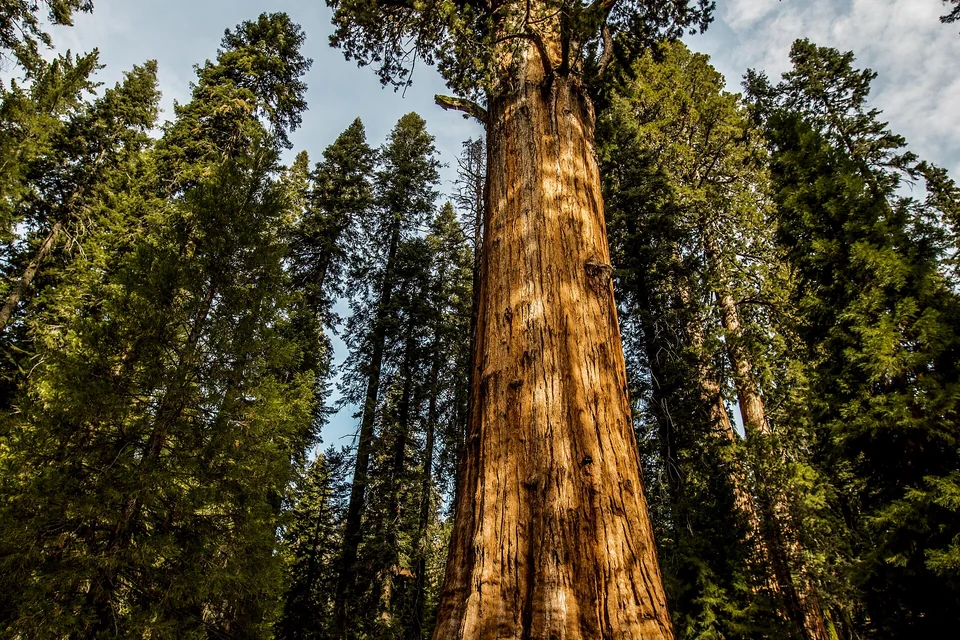 Giant sequoias rising above visitors in Sequoia National Park