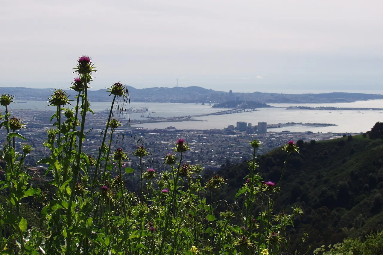 View across green hills and the Bay from Tilden Regional Park